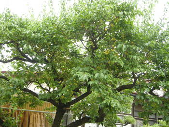 梅の木１.JPG